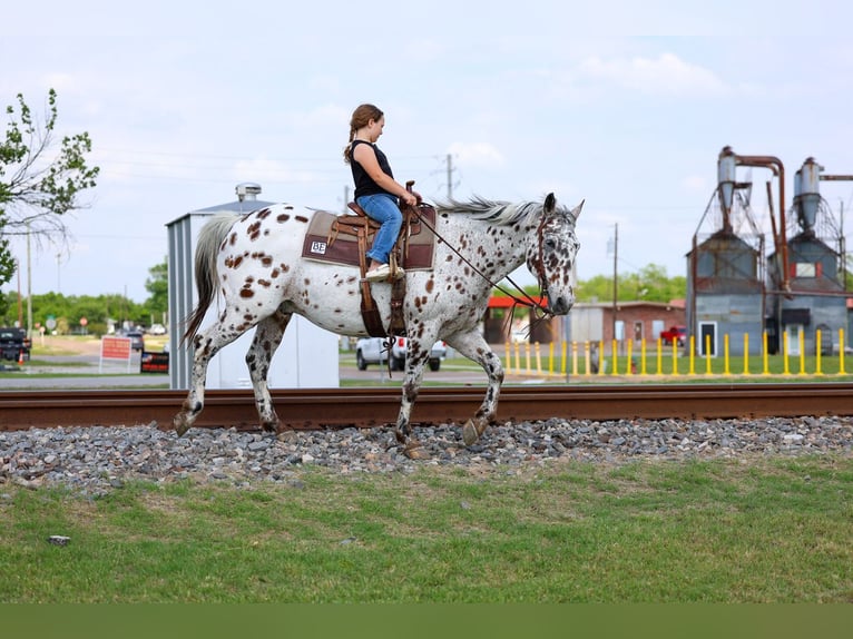 Appaloosa Caballo castrado 15 años 152 cm Atigrado/Moteado in Forney