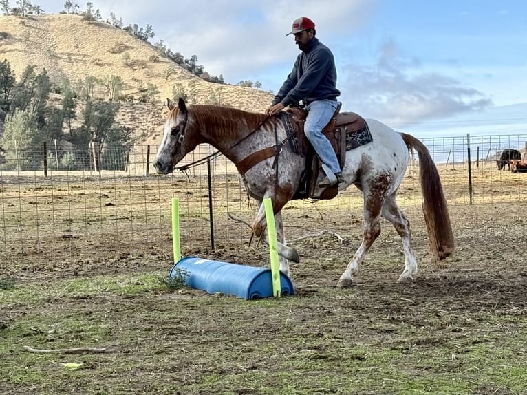 Appaloosa Caballo castrado 15 años 152 cm Ruano alazán in Paicines CA