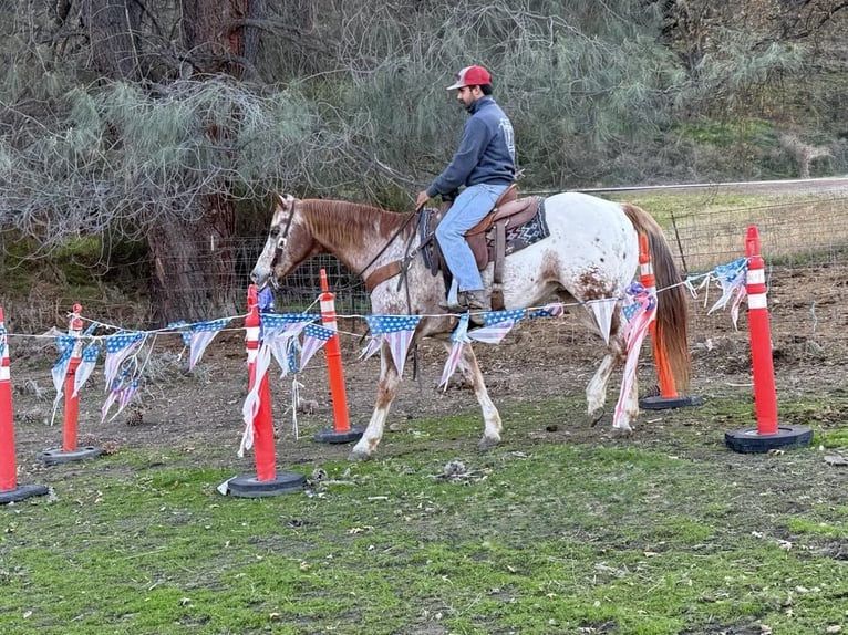 Appaloosa Caballo castrado 15 años 152 cm Ruano alazán in Paicines CA