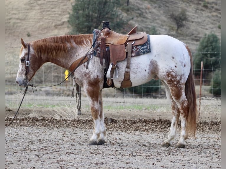 Appaloosa Caballo castrado 15 años 152 cm Ruano alazán in Paicines CA