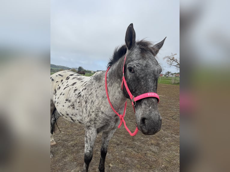 Appaloosa Caballo castrado 15 años 155 cm Atigrado/Moteado in Hattersheim