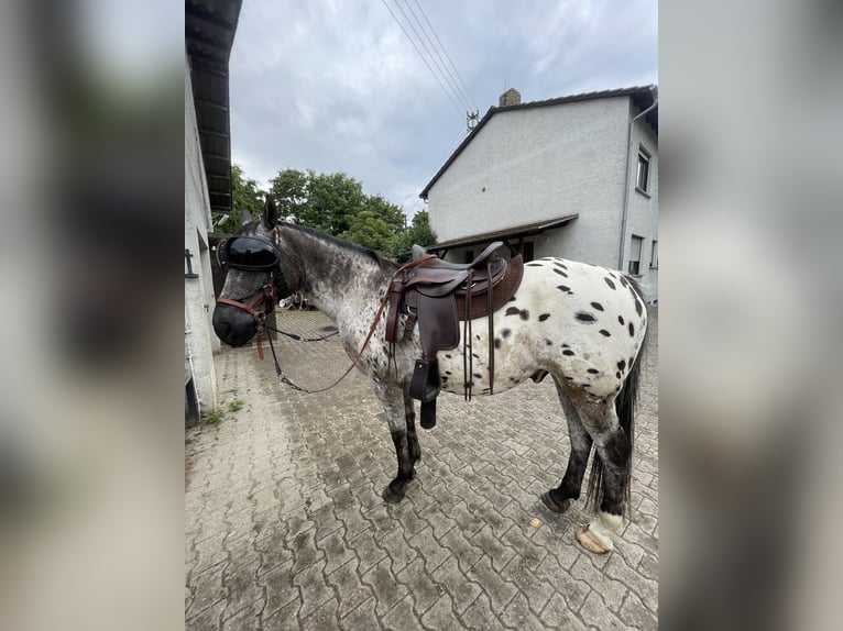Appaloosa Caballo castrado 15 años 155 cm Atigrado/Moteado in Hattersheim