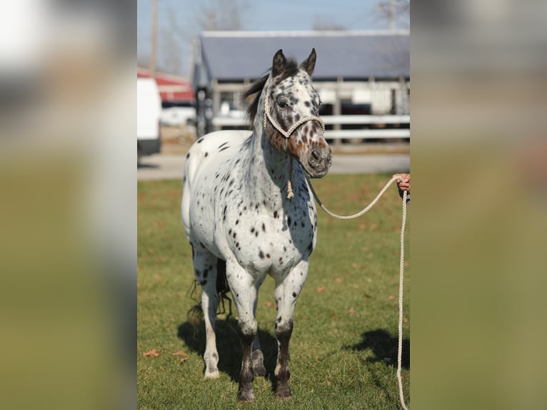 Appaloosa Caballo castrado 15 años 155 cm Castaño rojizo in Effingham IL