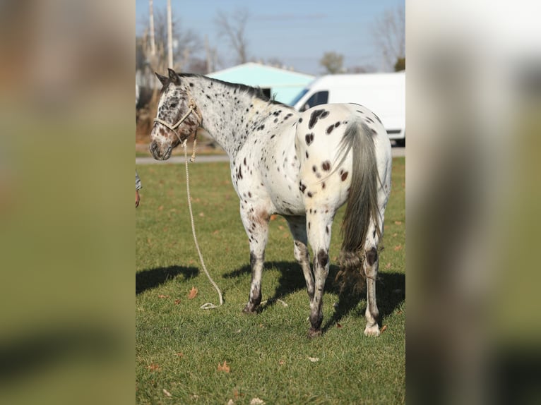 Appaloosa Caballo castrado 15 años 155 cm Castaño rojizo in Effingham IL