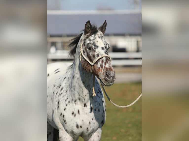 Appaloosa Caballo castrado 15 años 155 cm Castaño rojizo in Effingham IL