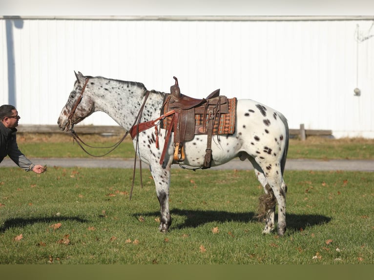 Appaloosa Caballo castrado 15 años 155 cm Castaño rojizo in Effingham IL