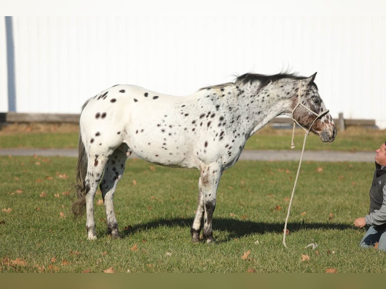 Appaloosa Caballo castrado 15 años 155 cm Castaño rojizo in Effingham IL