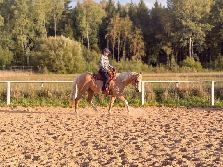 Appaloosa Caballo castrado 15 años 157 cm Palomino in Rot an der Rot