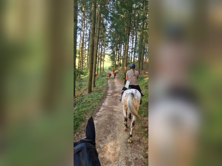 Appaloosa Mestizo Caballo castrado 15 años 158 cm Pío in Kronberg