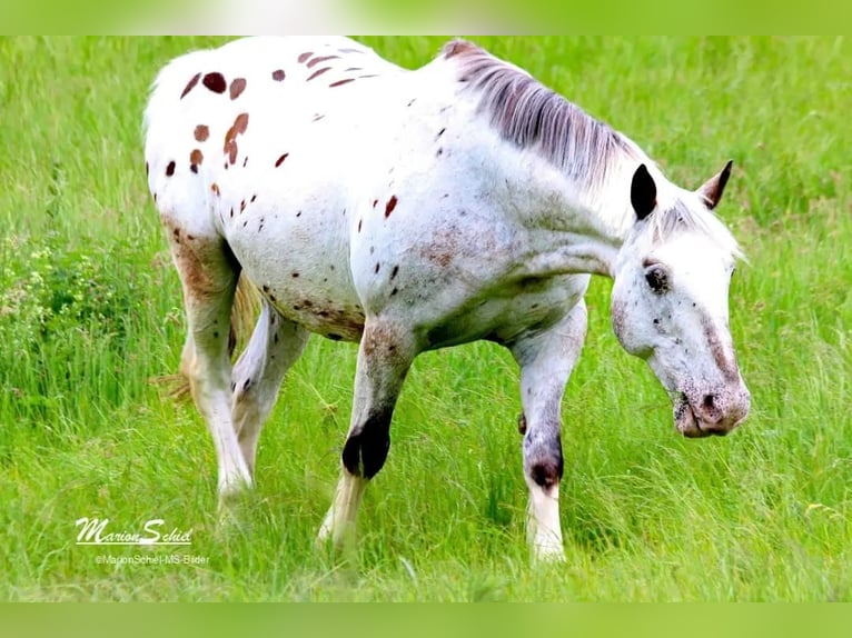 Appaloosa Caballo castrado 15 años 163 cm in Nastätten