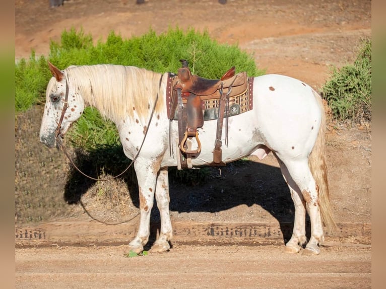 Appaloosa Caballo castrado 15 años 163 cm White/Blanco in Murietta CA