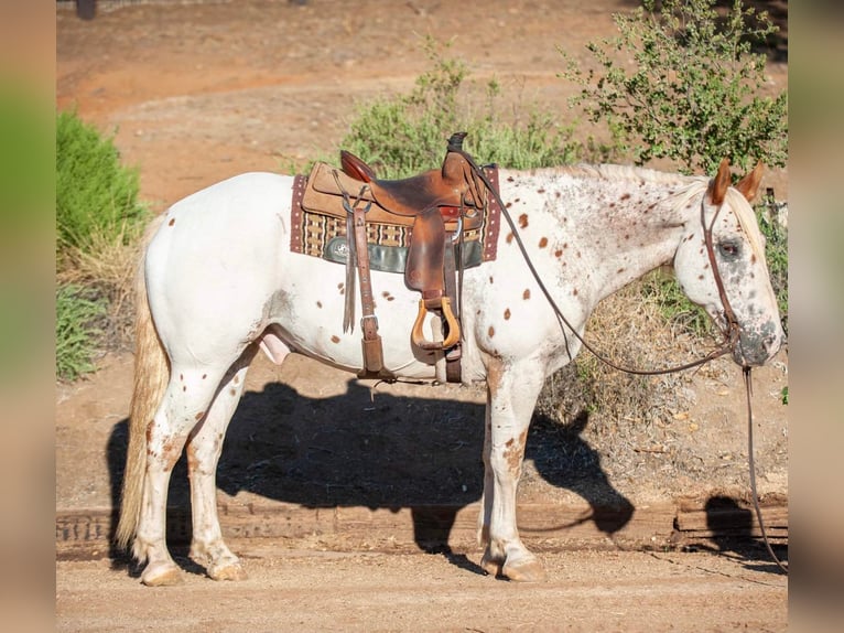 Appaloosa Caballo castrado 15 años 163 cm White/Blanco in Murietta CA