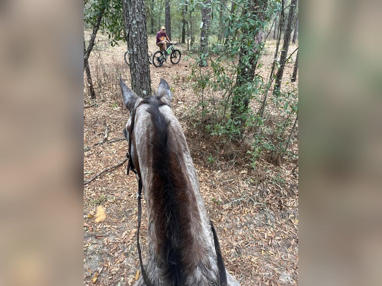 Appaloosa Caballo castrado 15 años Alazán rojizo in Webster FL