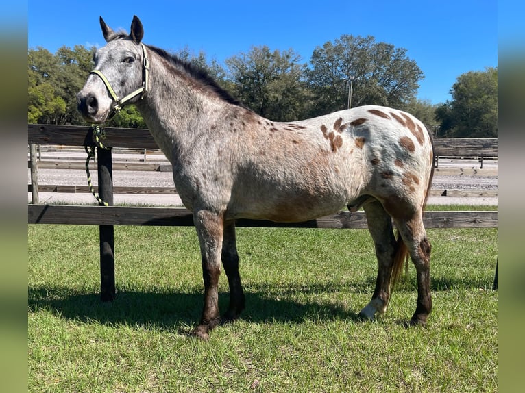 Appaloosa Caballo castrado 15 años Alazán rojizo in Webster FL