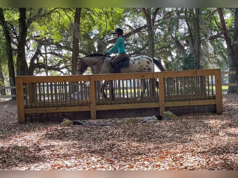 Appaloosa Caballo castrado 15 años Alazán rojizo in Webster FL