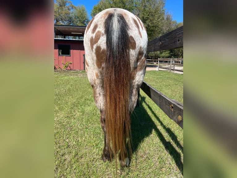 Appaloosa Caballo castrado 15 años Alazán rojizo in Webster FL