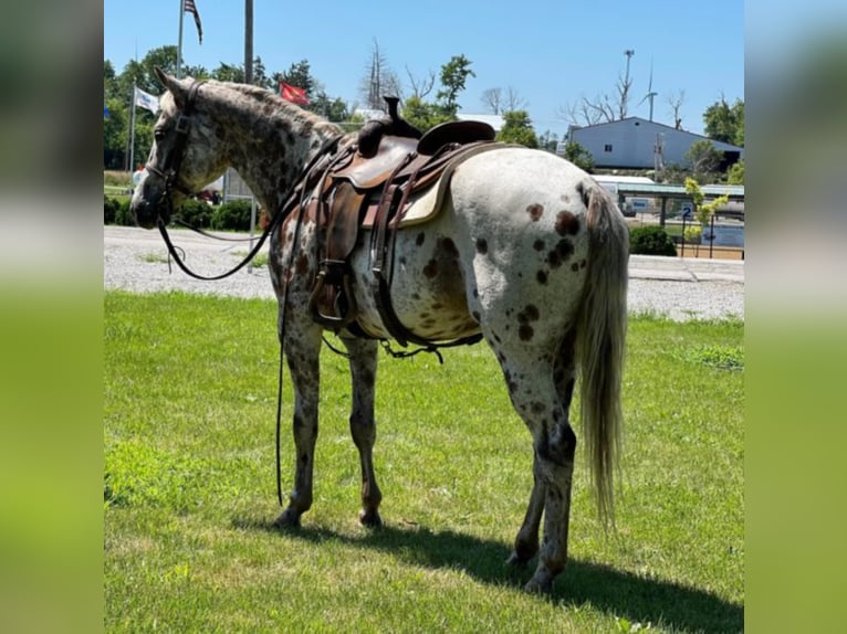 Appaloosa Caballo castrado 15 años Alazán-tostado in Zearing IA