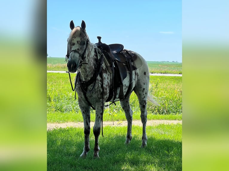 Appaloosa Caballo castrado 15 años Alazán-tostado in Zearing IA