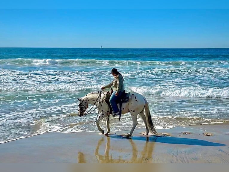 Appaloosa Caballo castrado 15 años in Avado CO