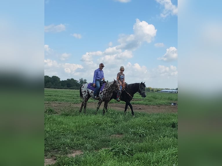 Appaloosa Caballo castrado 15 años Castaño rojizo in Spencerville, IN