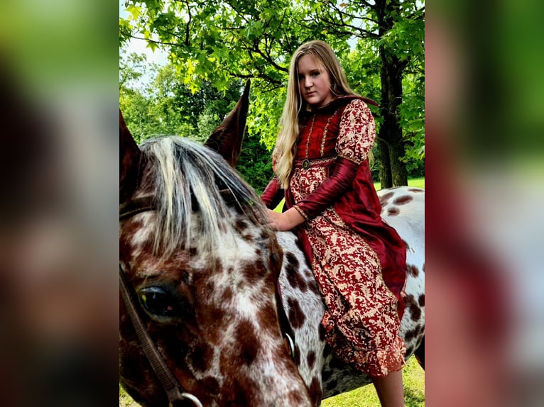 Appaloosa Caballo castrado 15 años Castaño rojizo in Spencerville, IN