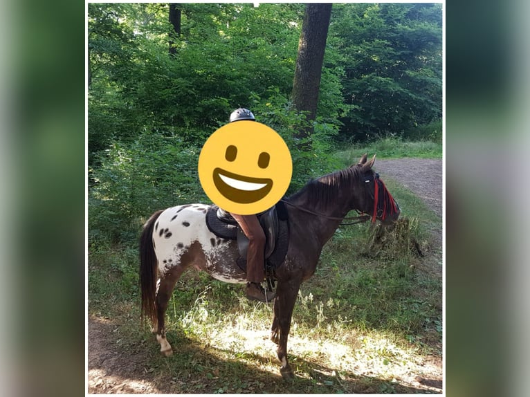 Appaloosa Caballo castrado 16 años 143 cm in Eppelborn