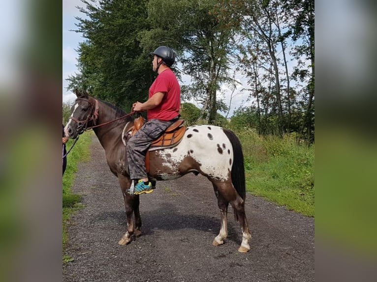 Appaloosa Caballo castrado 16 años 143 cm in Eppelborn