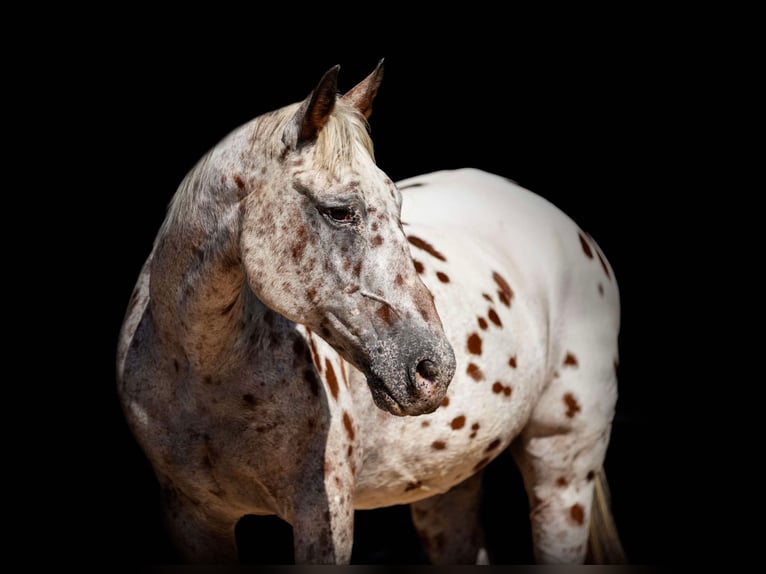 Appaloosa Caballo castrado 16 años 145 cm Castaño rojizo in Weatherford TX