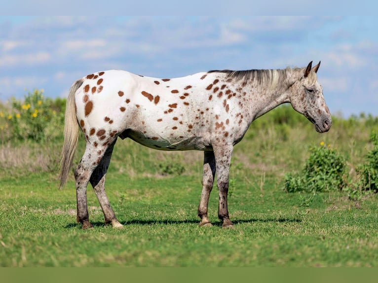 Appaloosa Caballo castrado 16 años 145 cm Castaño rojizo in Weatherford TX