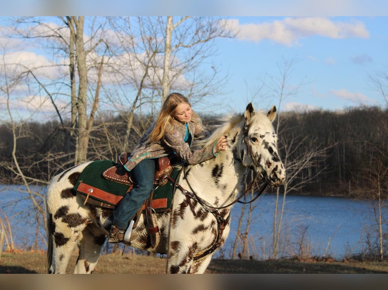 Appaloosa Caballo castrado 16 años 152 cm Alazán-tostado in Borden IN