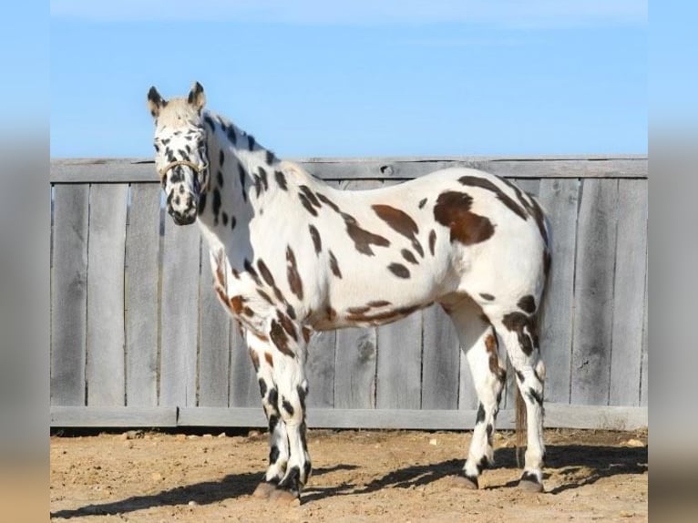 Appaloosa Caballo castrado 16 años 152 cm Alazán-tostado in Borden IN