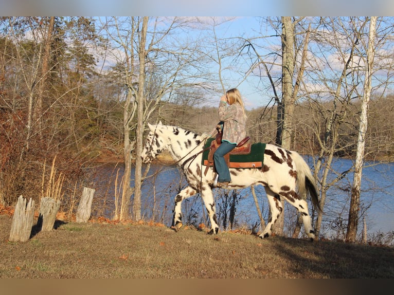 Appaloosa Caballo castrado 16 años 152 cm Alazán-tostado in Borden IN