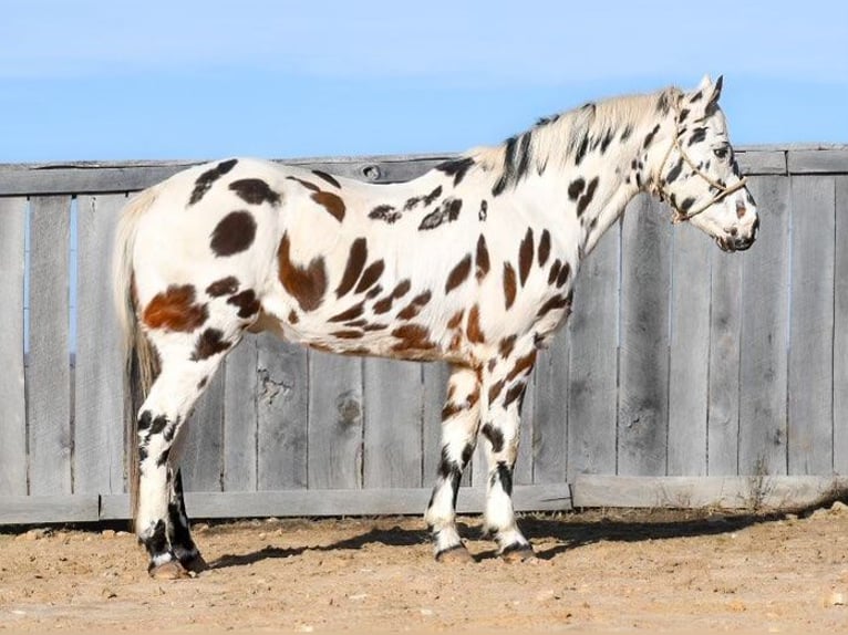 Appaloosa Caballo castrado 16 años 152 cm Alazán-tostado in Borden IN