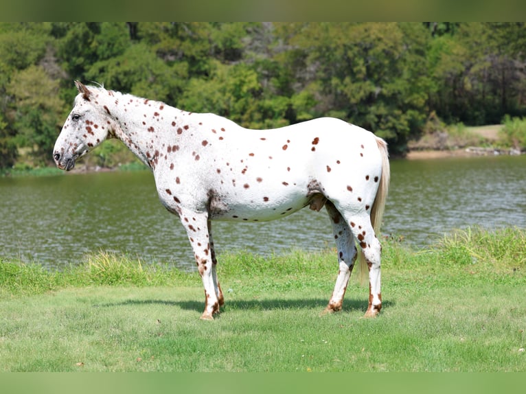 Appaloosa Caballo castrado 16 años 152 cm Alazán-tostado in Forney