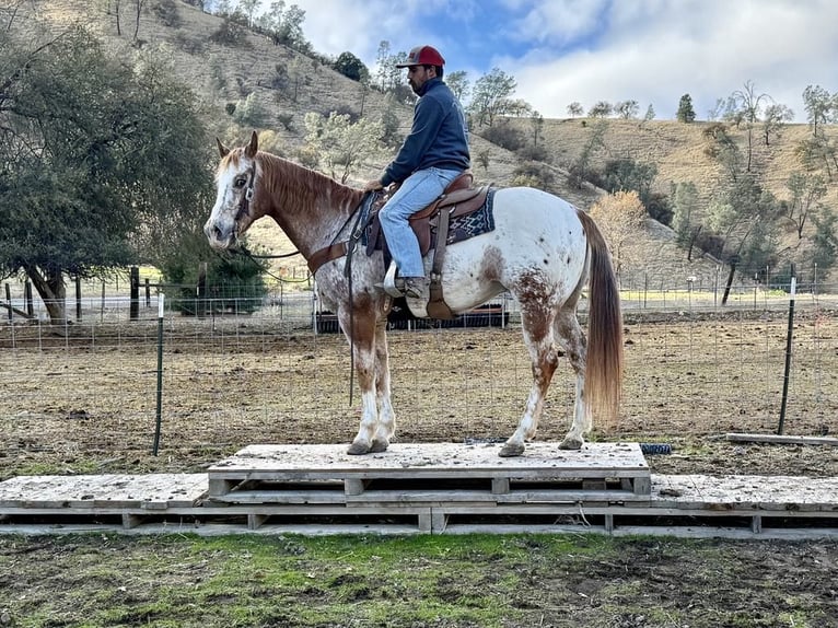 Appaloosa Caballo castrado 16 años 152 cm Ruano alazán in Paicines CA