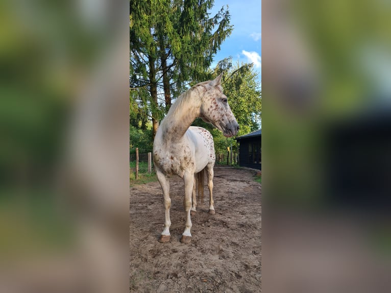 Appaloosa Mestizo Caballo castrado 16 años 153 cm Atigrado/Moteado in De Heurne