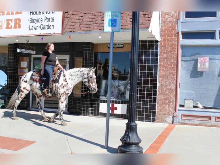 Appaloosa Caballo castrado 16 años 155 cm in Pilot Point TX