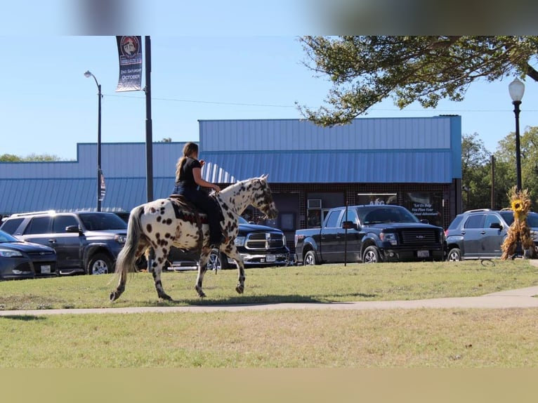 Appaloosa Caballo castrado 16 años 155 cm in Pilot Point TX