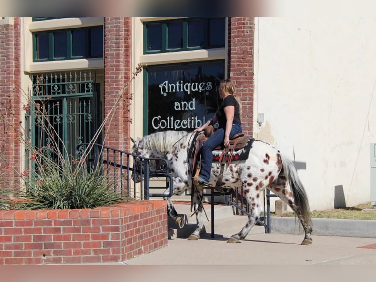 Appaloosa Caballo castrado 16 años 155 cm in Pilot Point TX