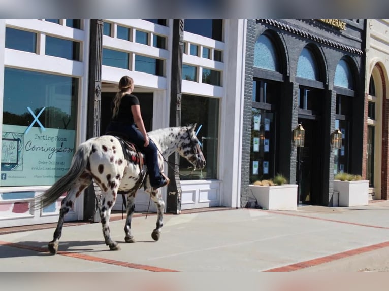 Appaloosa Caballo castrado 16 años 155 cm in Pilot Point TX