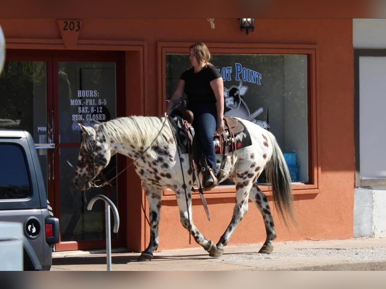 Appaloosa Caballo castrado 16 años 155 cm in Pilot Point TX