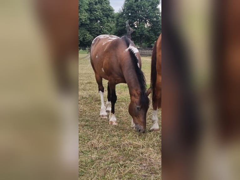 Appaloosa Mestizo Caballo castrado 16 años 155 cm in Oberhausen