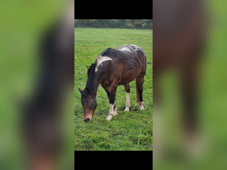 Appaloosa Mestizo Caballo castrado 16 años 155 cm in Oberhausen