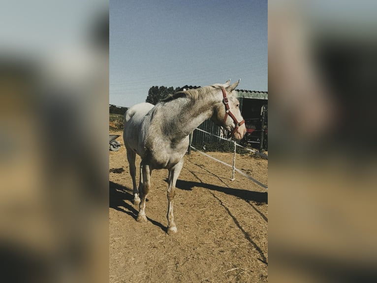 Appaloosa Caballo castrado 16 años 160 cm Cremello in Rotterdam