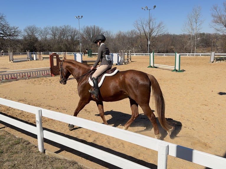 Appaloosa Caballo castrado 16 años 173 cm Alazán-tostado in Cleburne