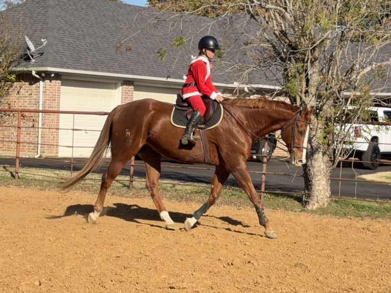 Appaloosa Caballo castrado 16 años 173 cm Alazán-tostado in Cleburne