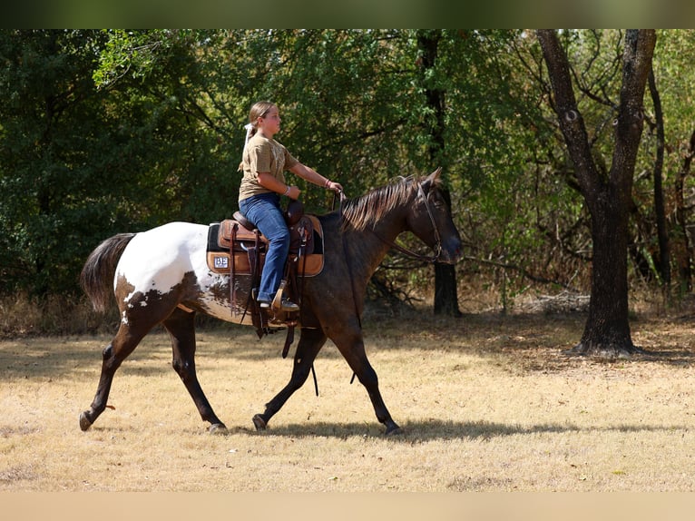 Appaloosa Caballo castrado 16 años  in Terrell