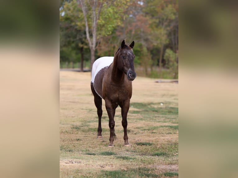 Appaloosa Caballo castrado 16 años  in Terrell