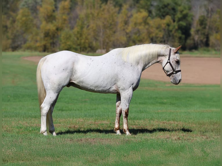 Appaloosa Caballo castrado 16 años White/Blanco in Cannon Falls Appaloosa Caballo castrado 16 años White/Blanco in Cannon Falls