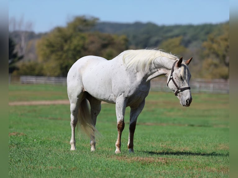 Appaloosa Caballo castrado 16 años White/Blanco in Cannon Falls Appaloosa Caballo castrado 16 años White/Blanco in Cannon Falls